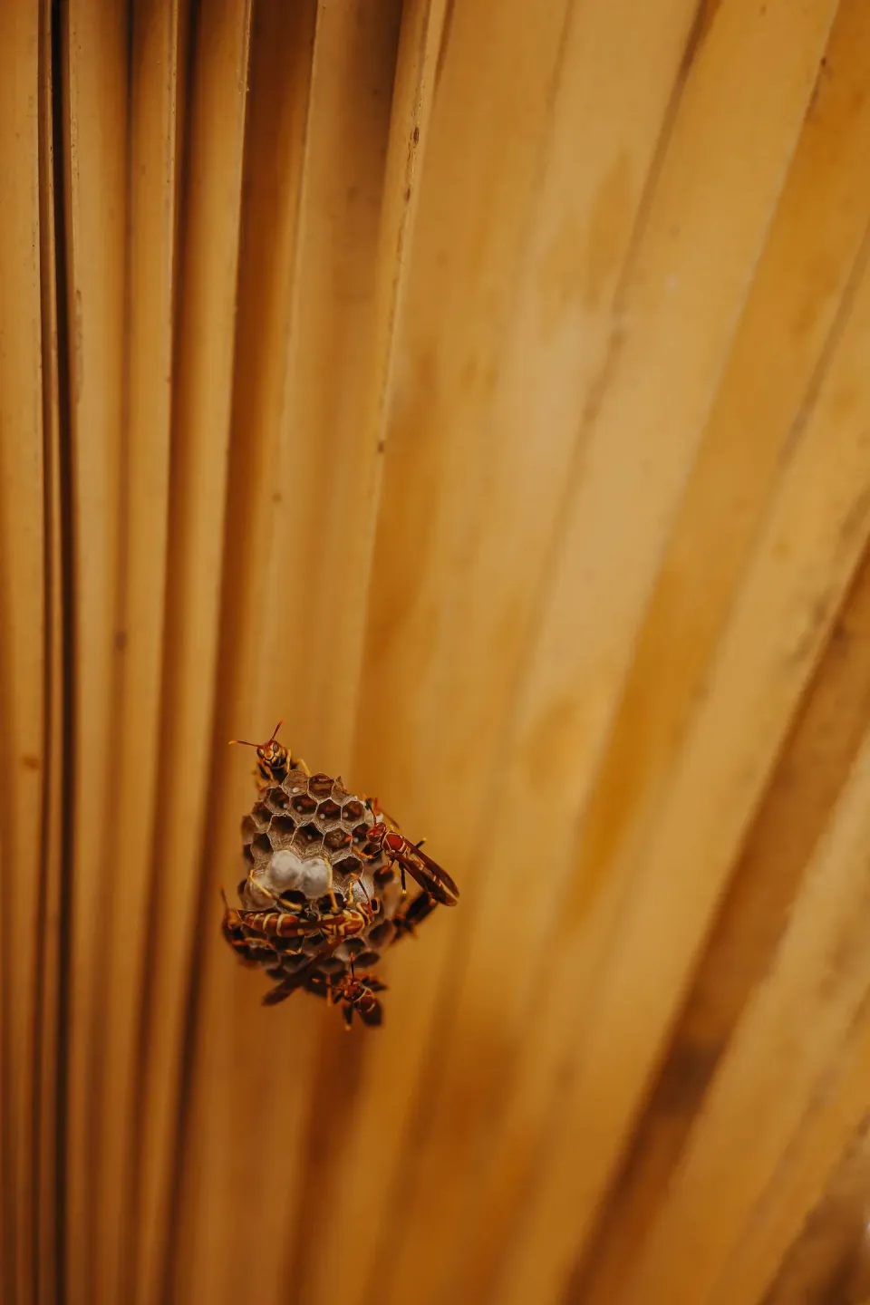 Paper Wasp — Pest Control Paper Wasp — Pest Control
